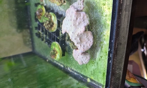 Sinularia brassica neon grün 