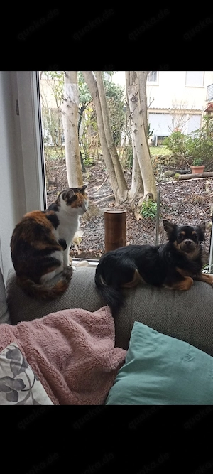 Mobby sucht ein neues für immer Zuhause!