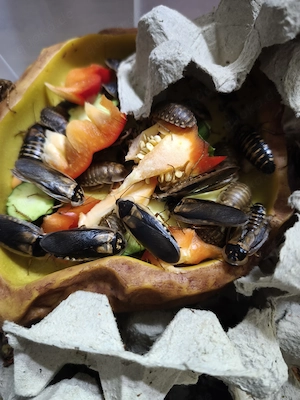 Argentinische Waldschabe Blaptica Dubia