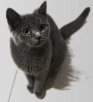 Russisch Blau x BKH, 6 Monate