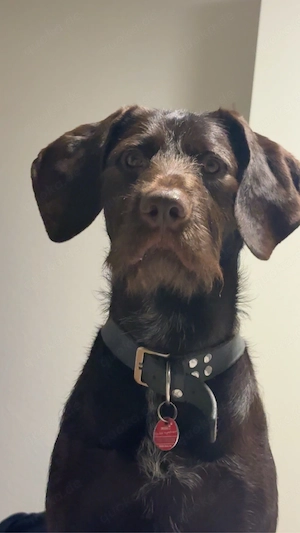 Tolle Hündin sucht aktive Familie! 