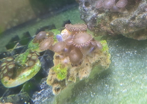 Zoanthus Alien Explosion 