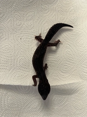 Leopardgecko Blacknight Pur 0.1 aus Juli 2025