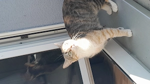 Lucy sucht dringend ein zuhause  Bild 3