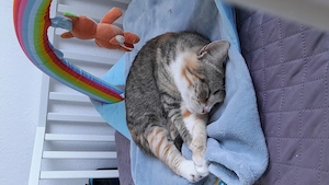 Lucy sucht dringend ein zuhause  Bild 5