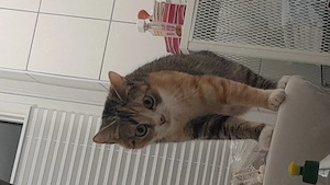 Lucy sucht dringend ein zuhause  Bild 2