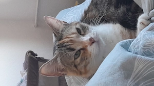 Lucy sucht dringend ein zuhause  Bild 4