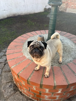 Mops Rüde sucht neues Zuhause