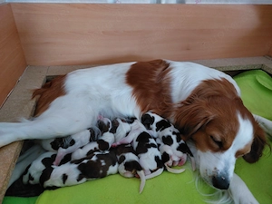 Wurfankündigung  Kooikerhondje Kooiker Welpen