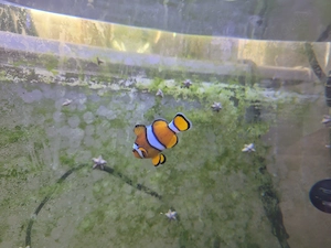 Clownfisch Weibchen einzeln  Bild 2
