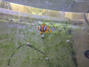 Clownfisch Weibchen einzeln 