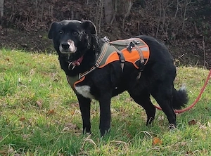 Sanfte Seniorin Coco möchte endlich ankommen