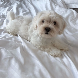 wunderschone malteser