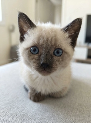 Wunderschöne Siam-Kitten (Seal Point) suchen ein liebevolles Zuhause!