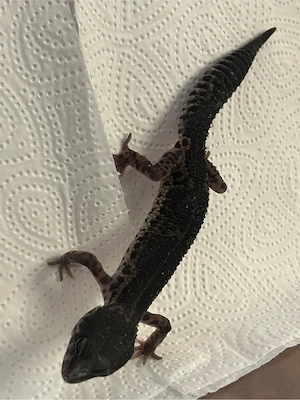 Leopardgecko 0.1 Blacknight pure aus Juli 2025 Bild 2