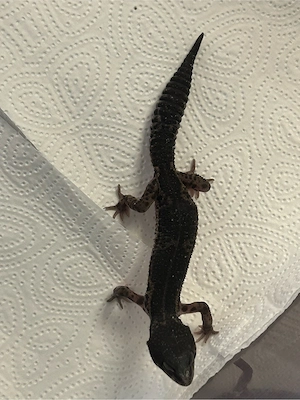 Leopardgecko 0.1 Blacknight pure aus Juli 2025 Bild 4