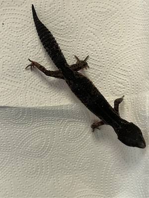 Leopardgecko 0.1 Blacknight pure aus Juli 2025 Bild 3