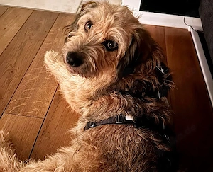 Yugo wartet auf seine Chance