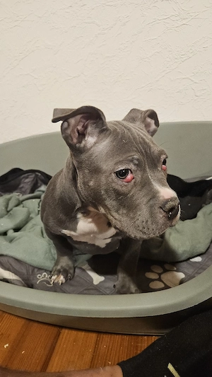 American Bully Pocket Welpe Rüde 14 Wochen Alt