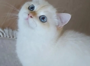 BKH Katze mit Stammbaum 