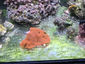 Discosoma Rot  Bild 2