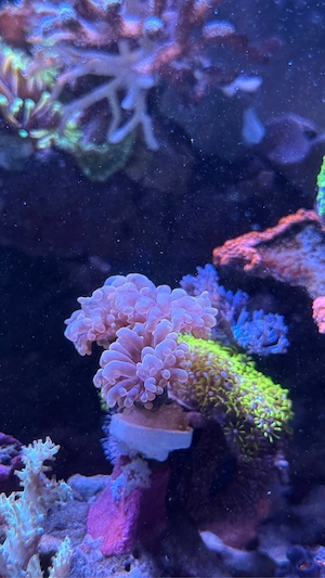 Euphyllia divisa (Froschlaichkoralle)   mehrköpfig   rosa   LPS Koralle