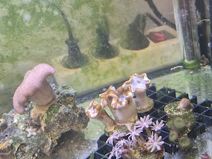 Palythoa Grandis braun 