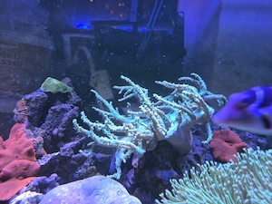 Fingerlederkoralle neon grün 