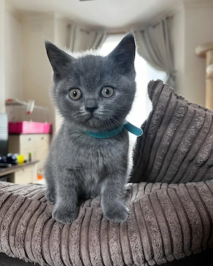  Männliche und weibliche Britischblaue Kätzchen 