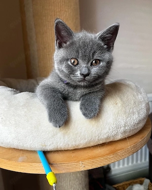  Männliche und weibliche Britischblaue Kätzchen  Bild 3