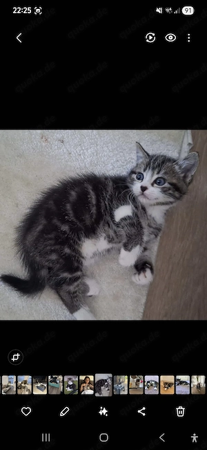 Suche baby kater ekh 