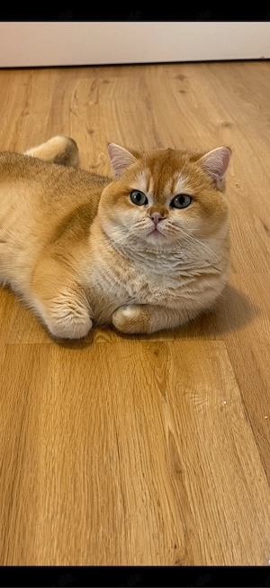 Deckkater ny12 Stammbaum