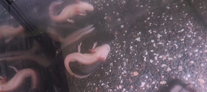 Zum Verkauf - 7 Axolotl + Aquarium + Licht + Filter