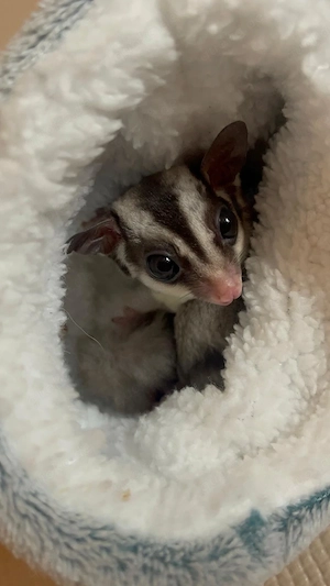 Sugar Glider Männchen und Weibchen