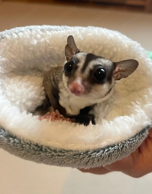 Sugar Glider Männchen und Weibchen