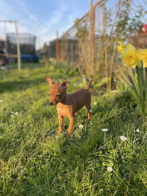Zwergpinscher Welpen