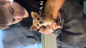 Chihuahua Welpen   alle weiblich   Berlin