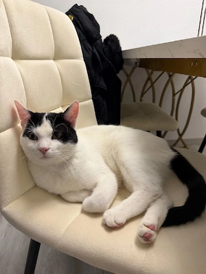 Milo sucht ein neues Zuhause.