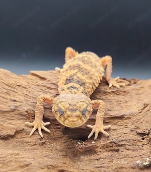 1.0 Nephrurus Amyae Männchen (Gecko)