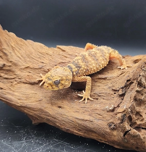 1.0 Nephrurus Amyae Männchen (Gecko)