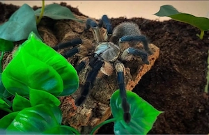 Monocentropus Balfouri 0.1 Erwachsen