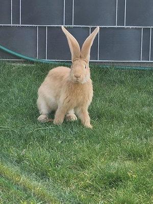 Deutsche Riesen Kaninchen  Bild 3