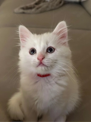    Kleines Kätzchen sucht ein liebevolles Zuhause   