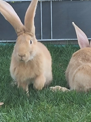 Deutsche Riesen Kaninchen  Bild 2