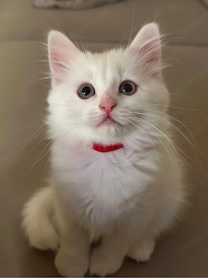    Kleines Kätzchen sucht ein liebevolles Zuhause   