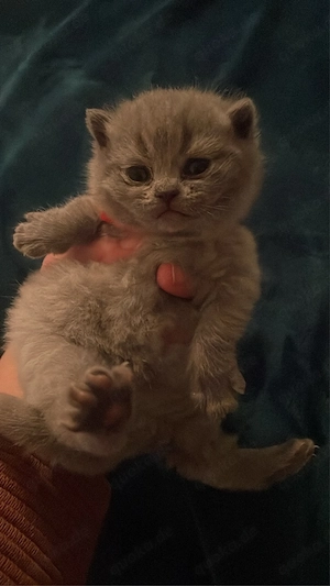 BKH BLH Kitten Blue Weiß Point