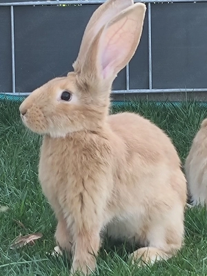 Deutsche Riesen Kaninchen 