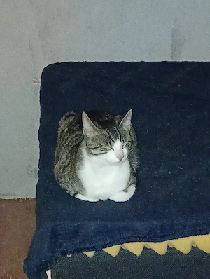 Haus Katze zu Verkaufen 