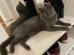 Milad sucht ein neues zu hauee 