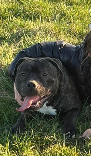 pacho sucht liebevolles auf Ewig zuHause 